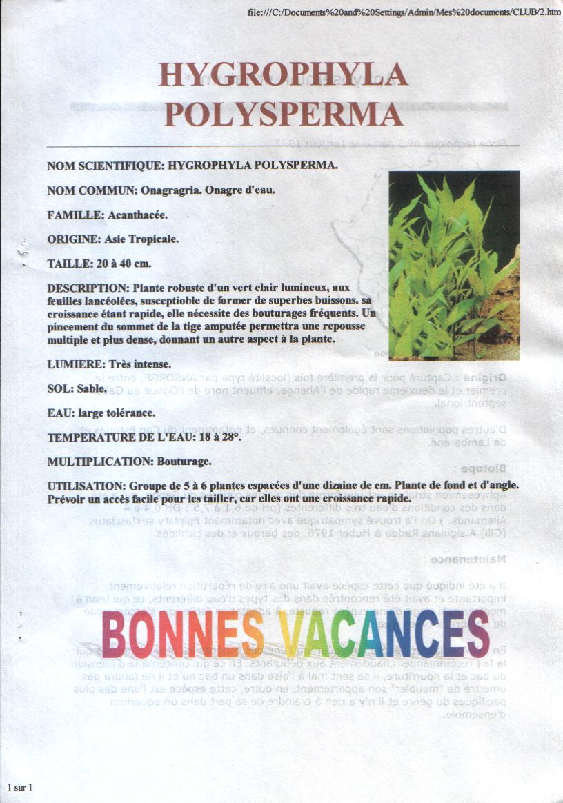 HYGROPHYLA POLYSPERMA